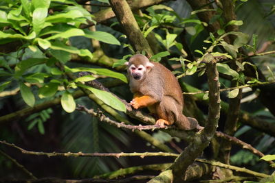 Monkey in a tree