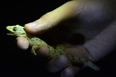 Close-up of human hand over black background