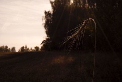 View of landscape at sunset
