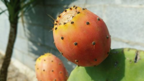 Close-up of prickly pear cactus