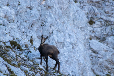 Deer standing on rock