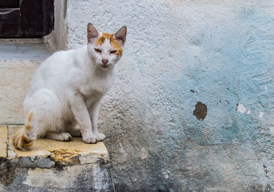 Portrait of cat sitting outdoors