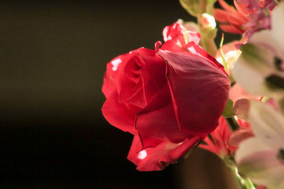 Close-up of red roses against black background