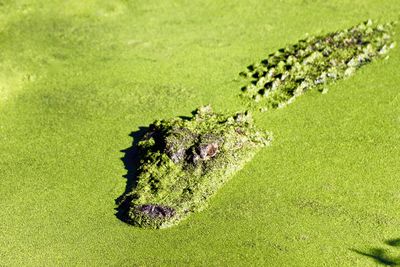 Crocodile covered with duckweed