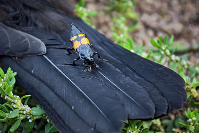 Close-up of butterfly on leaf