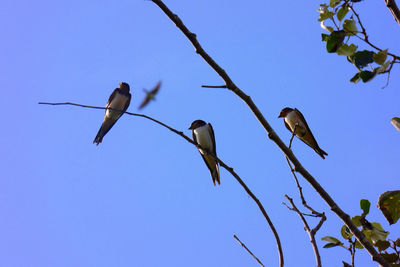 Low angle view of bird perching on branch against sky