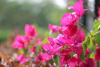 Close-up of pink flowering plant