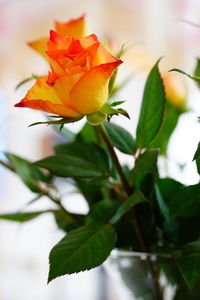 Close-up of rose plant