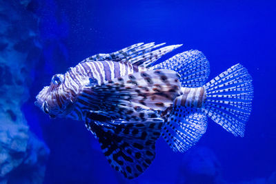 Close-up of fish swimming in sea