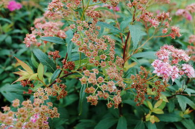 Close-up of pink flowering plants