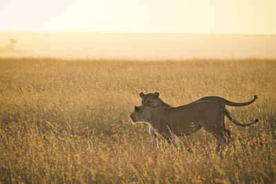 Side view of lioness running on grassy field during sunset