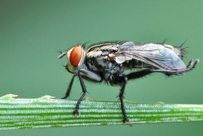 Close-up of insect on plant