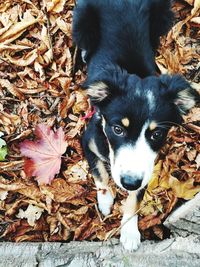 Portrait of a dog