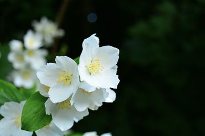 Close-up of white flowering plant