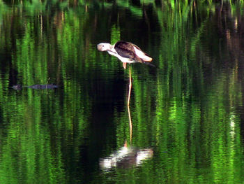 Bird in a lake