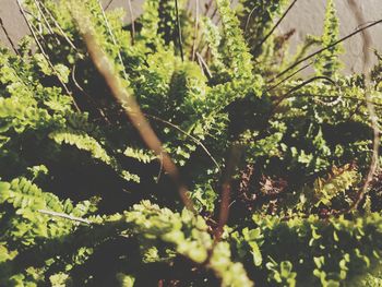 Close-up of a plant