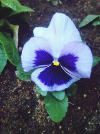 High angle view of purple iris blooming outdoors