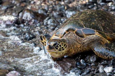 Hawaiian turtle