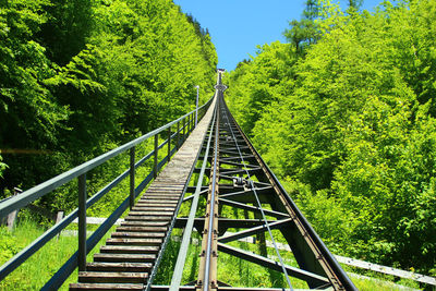 View of footbridge in forest