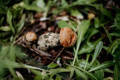 Close-up of mushroom growing on field