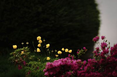 Close-up of yellow flowering plants on field