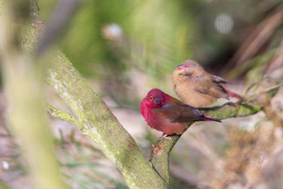 Close-up of bird perching on branch