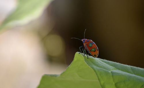Close-up of butterfly on leaf