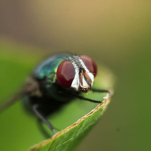 Close-up of fly on leaf