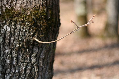 Close-up of tree trunk