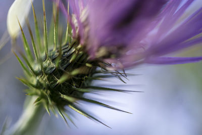 Close-up of purple flower