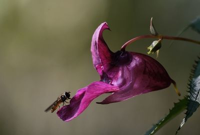 Close-up of wilted pink flower