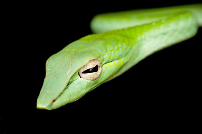 Close-up of green snake against black background