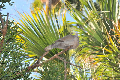Low angle view of bird perching on plant