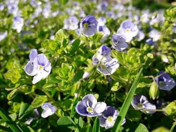 Close-up of purple flowering plants