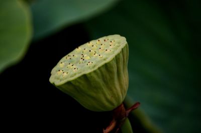 Close-up of flower against blurred background