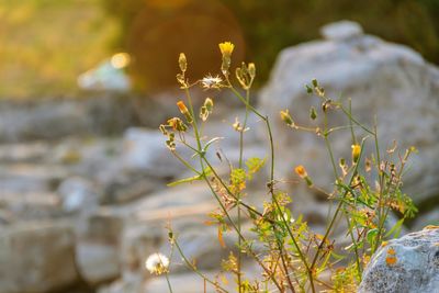 Close-up of flowering plants on field