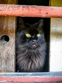 Close-up portrait of black cat by window