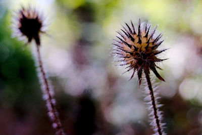 Close-up of wilted flower on field