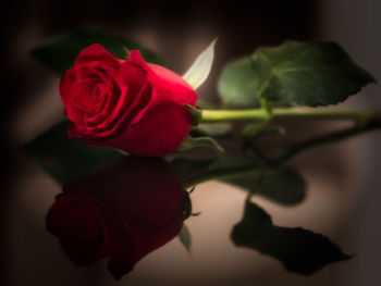 Close-up of red rose