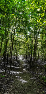 Footpath amidst trees in forest