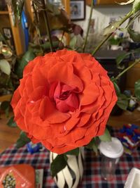 Close-up of red rose on table