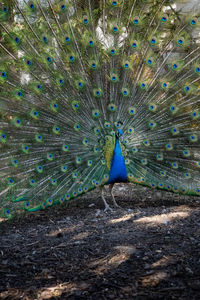 Close-up of peacock