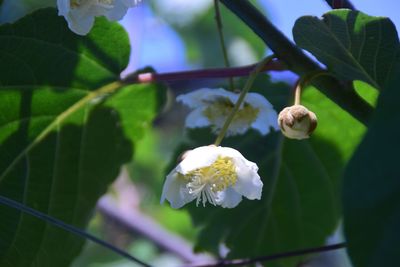 Close-up of white flowering plant