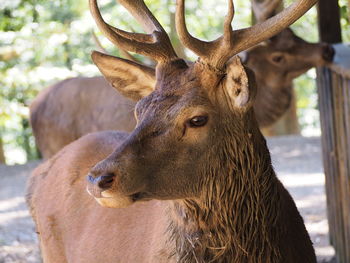 Close-up of deer looking away