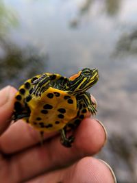 Close-up of hand holding butterfly