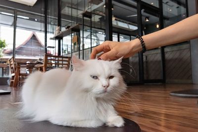 Cat being petted while lying down at a cat cafe in thailand
