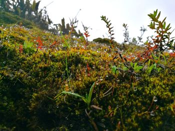 Close-up of plants