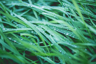 Full frame shot of raindrops on leaves