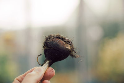 Hand holding tulip bulb in front of blurred background