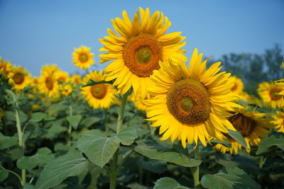 Close-up of yellow sunflower against sky